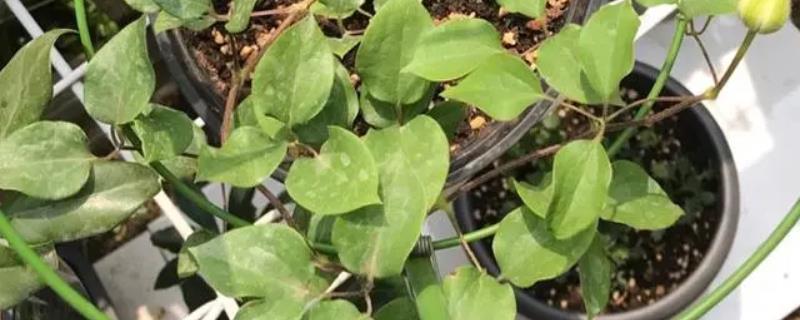 铁线莲的种植时间，春秋两季种植为佳