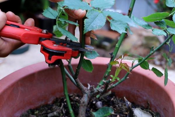 北方月季冬季修剪方法,12-2月修剪为佳