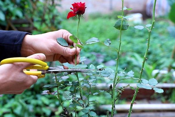 北方月季冬季修剪方法,12-2月修剪为佳