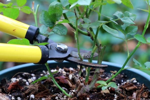 北方月季冬季修剪方法,12-2月修剪为佳