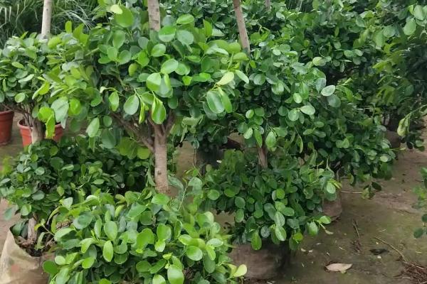 金钱榕叶子枯黄掉落的原因，可能是盆土、光照或浇水不当等