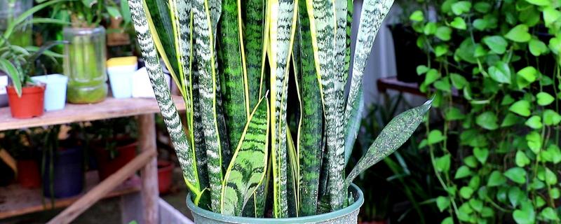 能不能用啤酒浇灌虎皮兰，与水混合稀释后可以浇灌