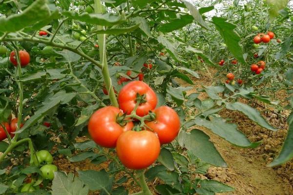 10月份可以种西红柿吗,需要在温室大棚中进行栽培