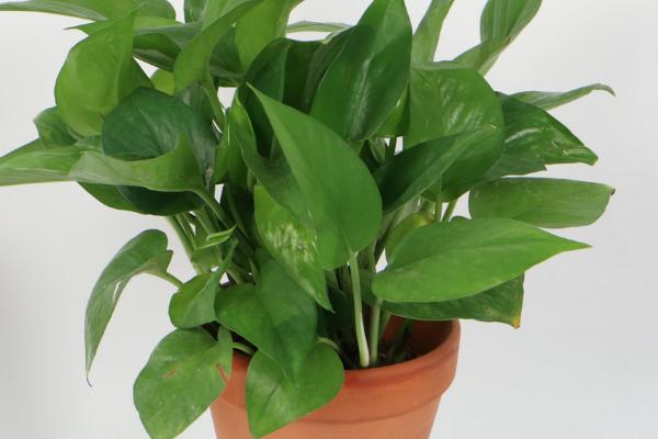 绿萝即将枯死怎么办,可采取更换盆土、修剪枝叶等措施