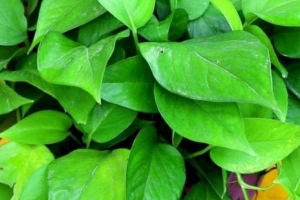 绿萝即将枯死怎么办,可采取更换盆土、修剪枝叶等措施