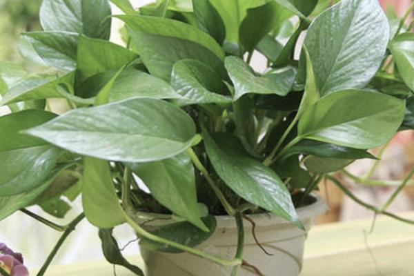 绿萝即将枯死怎么办,可采取更换盆土、修剪枝叶等措施