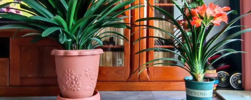 君子兰长歪了怎么纠正,可以转动花盆或用道具固定