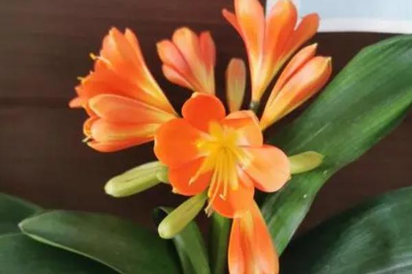 君子兰长歪了怎么纠正，可以转动花盆或用道具固定