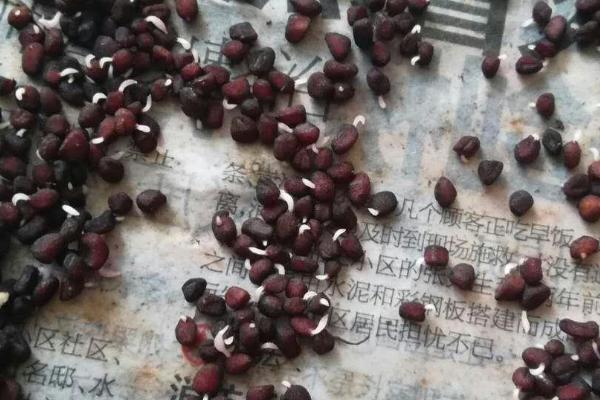 波菜籽如何催芽，播种前需要浸种