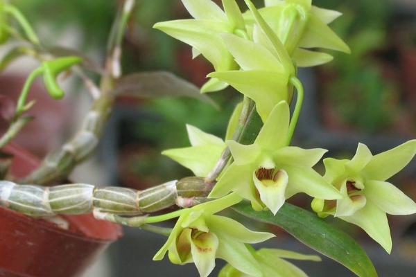 铁皮石斛开花吗，会开花且颜色为黄绿色