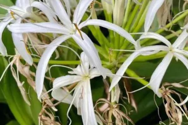 文殊兰什么时候开花,在每年的6-8月份开花