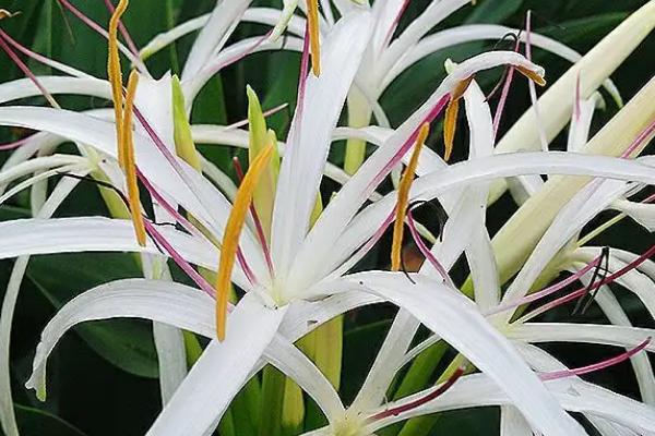 文殊兰什么时候开花,在每年的6-8月份开花