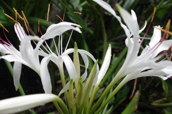 文殊兰什么时候开花,在每年的6-8月份开花