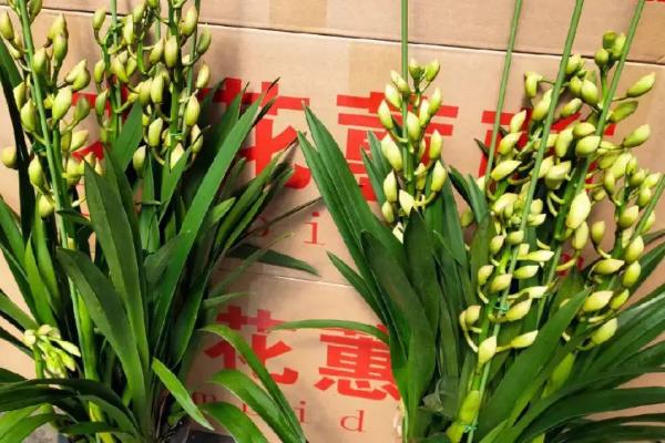 大花惠兰如何家养才能开花，保证光照、水质、肥料的充足