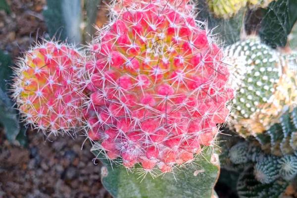 仙人柱的常见品种，品种较多形态不一