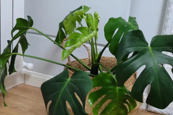 龟背竹的养护方法,幼苗期需要遮阴