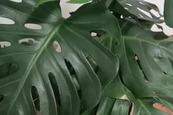 龟背竹的养护方法,幼苗期需要遮阴