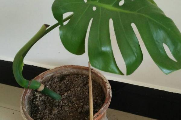 龟背竹的养护方法,幼苗期需要遮阴