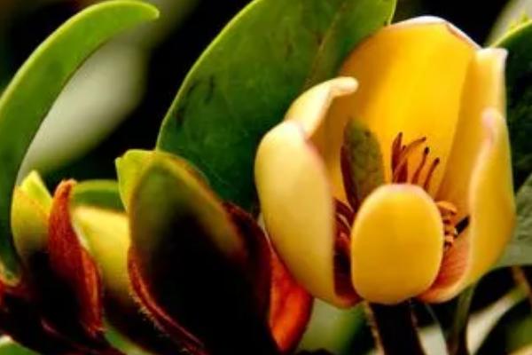 含笑花的养殖方法，有这七大要点