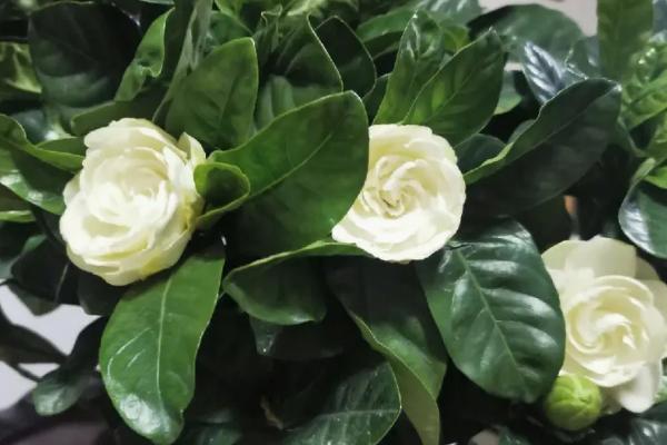 栀子花干叶子怎么补救，需及时补充水分和光照等