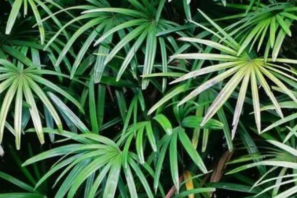 棕竹的养殖方法,适合生长在较为湿润的环境中