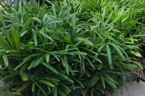 棕竹的养殖方法,适合生长在较为湿润的环境中