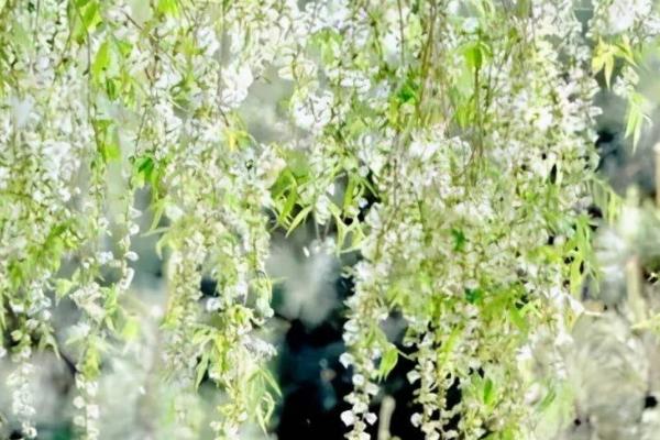 杨花什么时候开,4-5月开花