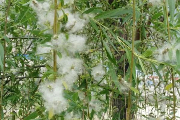 杨花什么时候开,4-5月开花