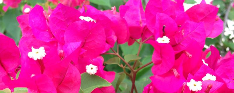 三角梅一年四季都开花吗,一年四季都会开花