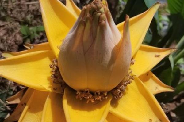 千瓣金莲的种植方法，早春和秋季种植为佳