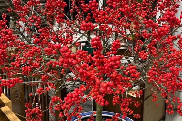 长红果子的观赏植物推荐，可选北美冬青、富贵籽或冬珊瑚等
