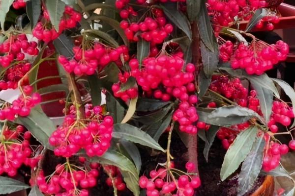 长红果子的观赏植物推荐，可选北美冬青、富贵籽或冬珊瑚等