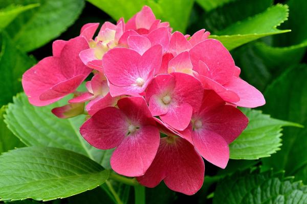 长红果子的观赏植物推荐，可选北美冬青、富贵籽或冬珊瑚等