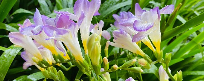 段嘉衍的小苍兰是什么品种，是多年生球根花卉