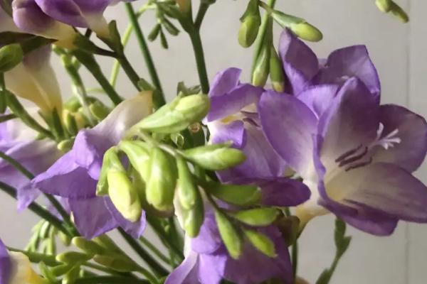 段嘉衍的小苍兰是什么品种,是多年生球根花卉