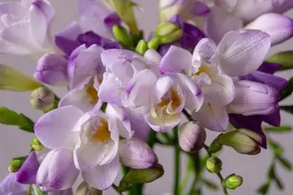 段嘉衍的小苍兰是什么品种,是多年生球根花卉