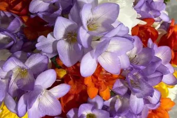 段嘉衍的小苍兰是什么品种,是多年生球根花卉