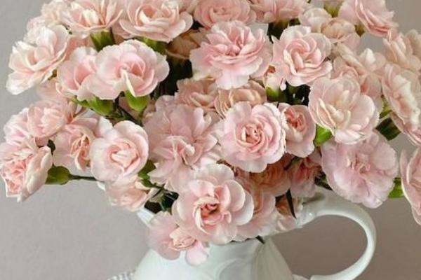 康乃馨水养能养多久，可以养一周左右