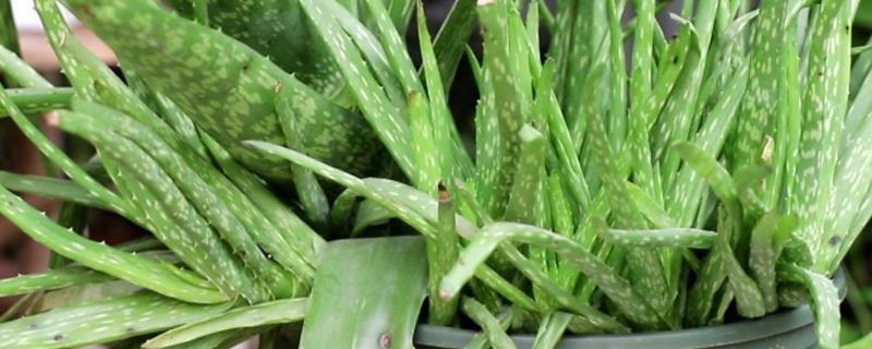 芦荟多长时间浇一次水，平均15-20天浇一次即可