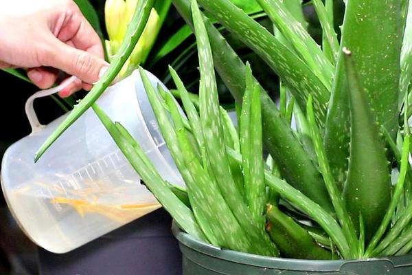 芦荟多长时间浇一次水，平均15-20天浇一次即可