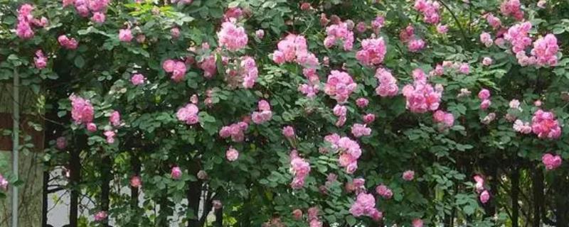 蔷薇花什么时候开,每年的5-9月开放