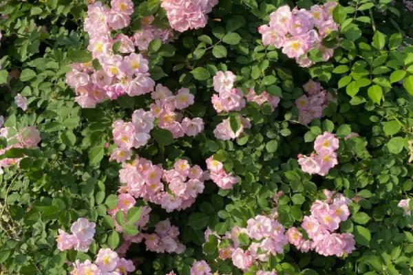 蔷薇花什么时候开,每年的5-9月开放