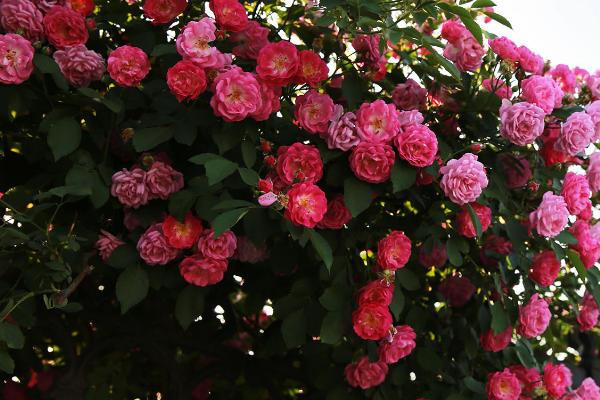 蔷薇花什么时候开,每年的5-9月开放