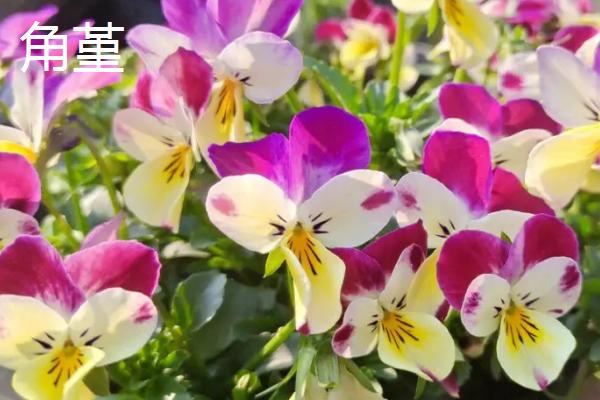 角堇和三色堇的区别,大小、习性和生长期均不同