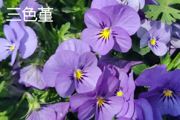 角堇和三色堇的区别,大小、习性和生长期均不同