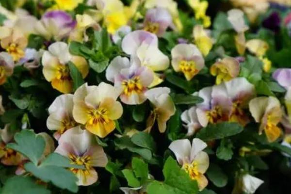 角堇和三色堇的区别,大小、习性和生长期均不同