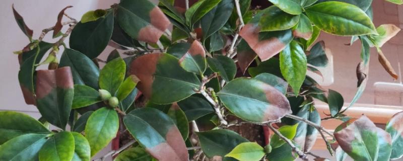 茶花叶子干枯一碰就掉怎么补救，需及时补充水分