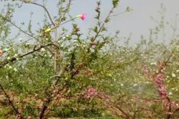 桃树黄叶病的防治方法,首先需要将发黄的枝叶全部剪掉