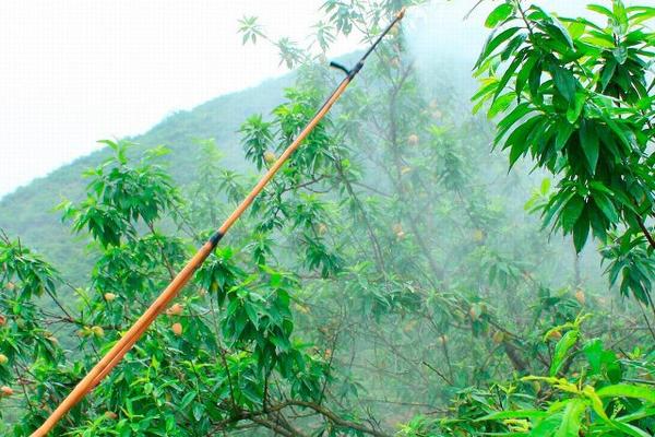 桃树黄叶病的防治方法,首先需要将发黄的枝叶全部剪掉