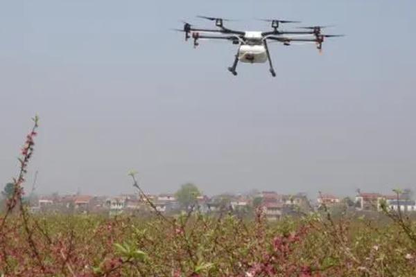 桃树黄叶病的防治方法,首先需要将发黄的枝叶全部剪掉